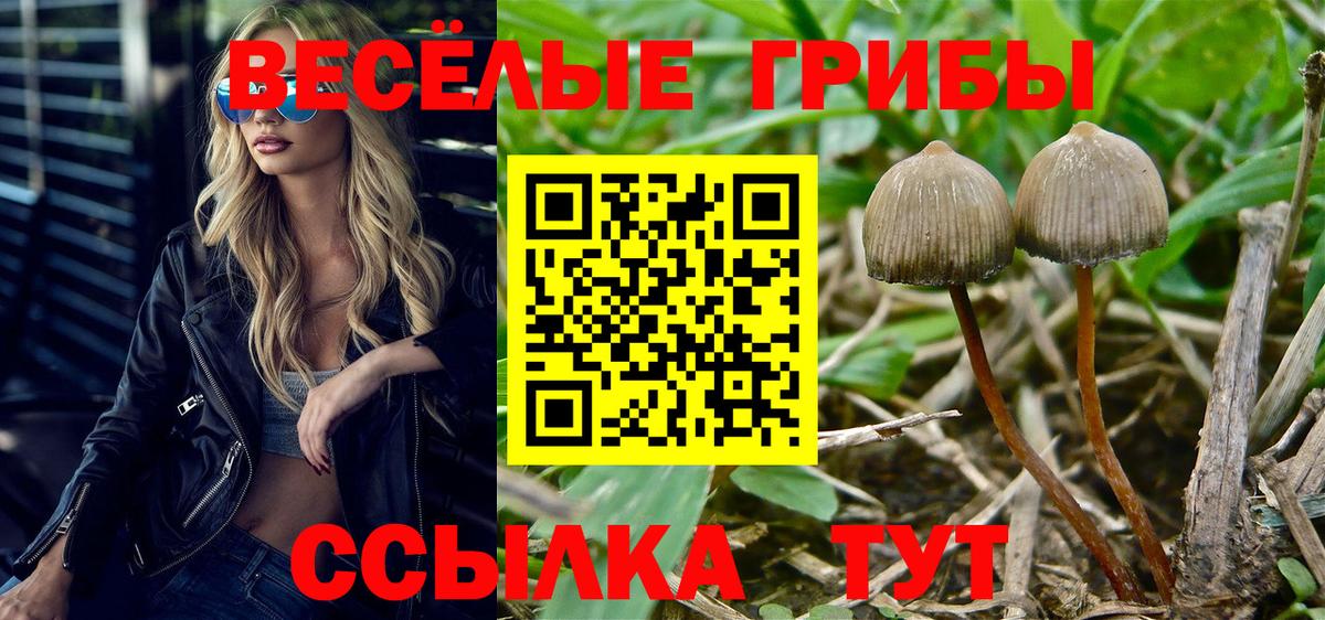 Ишим  Псилоцибиновые грибы Psilocybe  Вход с VPN 